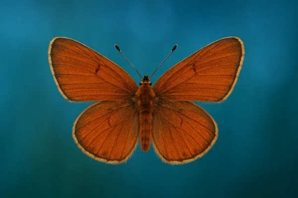 A minimum sum of Rs. 30 Lakhs is require