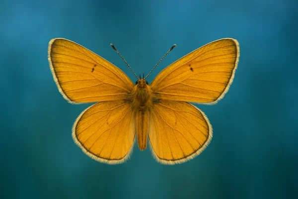  Investment tends to vary based on store size and franchisee needs